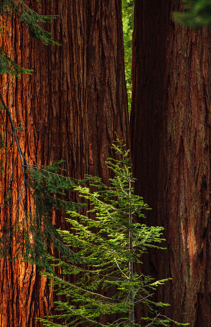 USA, Kalifornien, Nahaufnahme von Sequoia-Stämmen