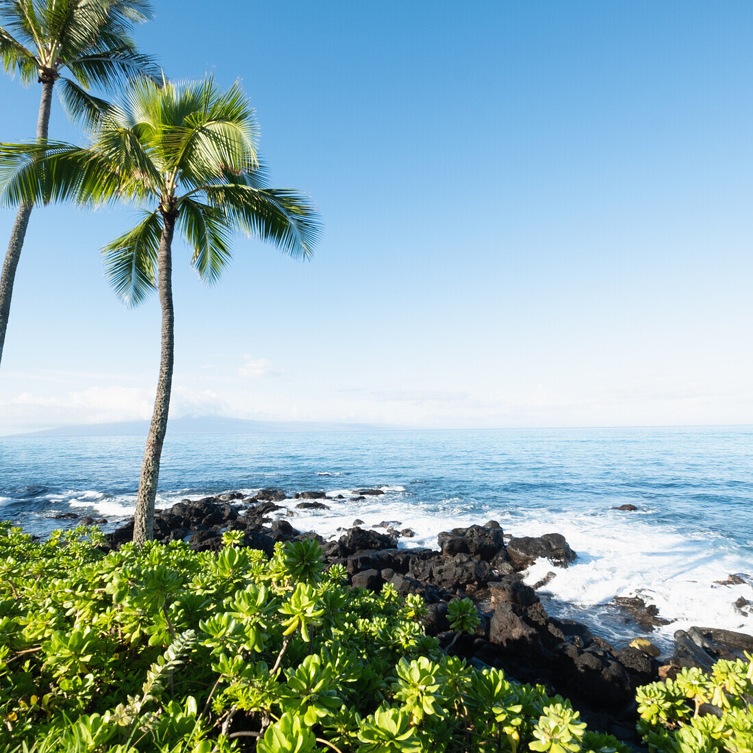 United States, Hawaii, West Maui, Lahaina, Palm trees on rocky sea coast
