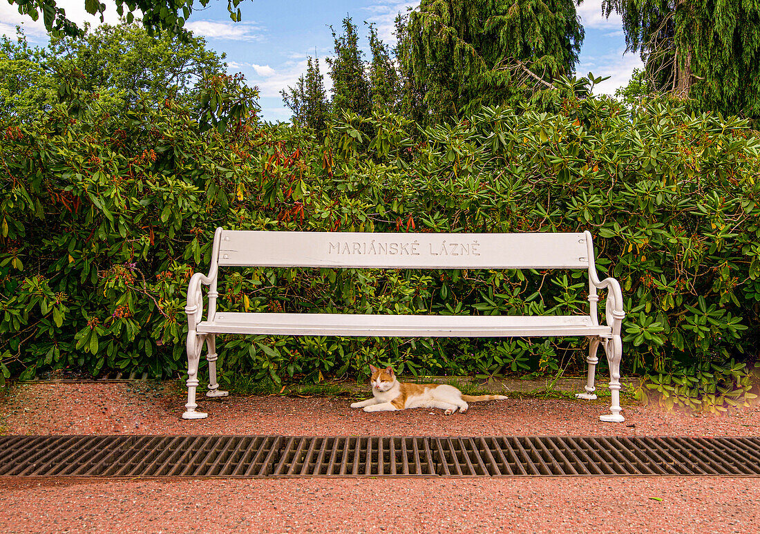 Cat under a bench with the inscription 'Mariánské Lázne' in the spa park of Marienbad, Mariánské Lázne; Czech Republic