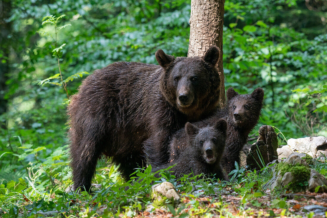 Europäischer Braunbär (Ursus Arctos) und Jungen, Notranjska-Wald, Slowenien, Europa