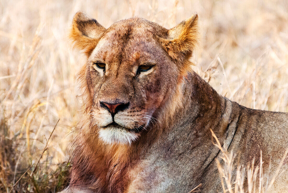 Lioness (Panthera leo) in the bush, Lualenyi Ranch, Taita-Taveta County, Kenya, East Africa, Africa