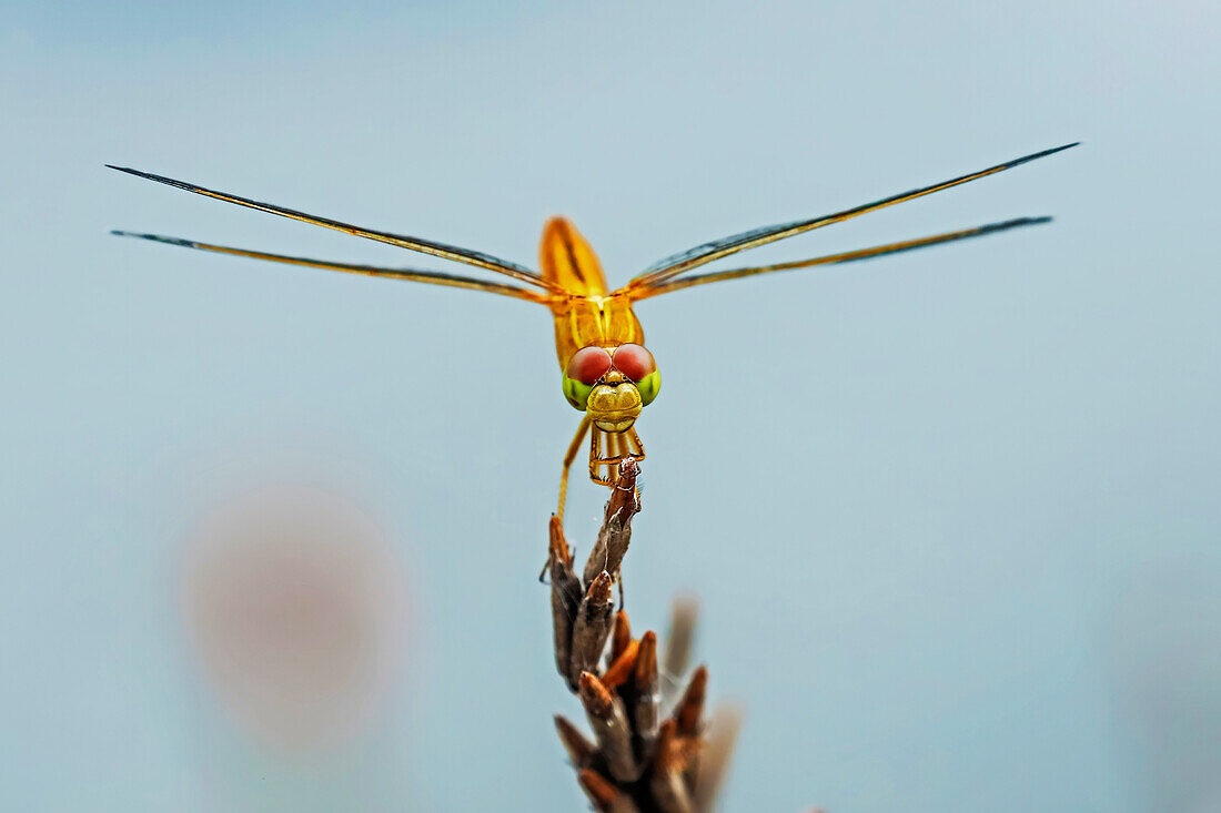 Asiatische Erdlibelle (Brachythemis contaminata) von Fischteich, Rammang-Rammang, Maros, Süd-Sulawesi, Indonesien, Südostasien, Asien