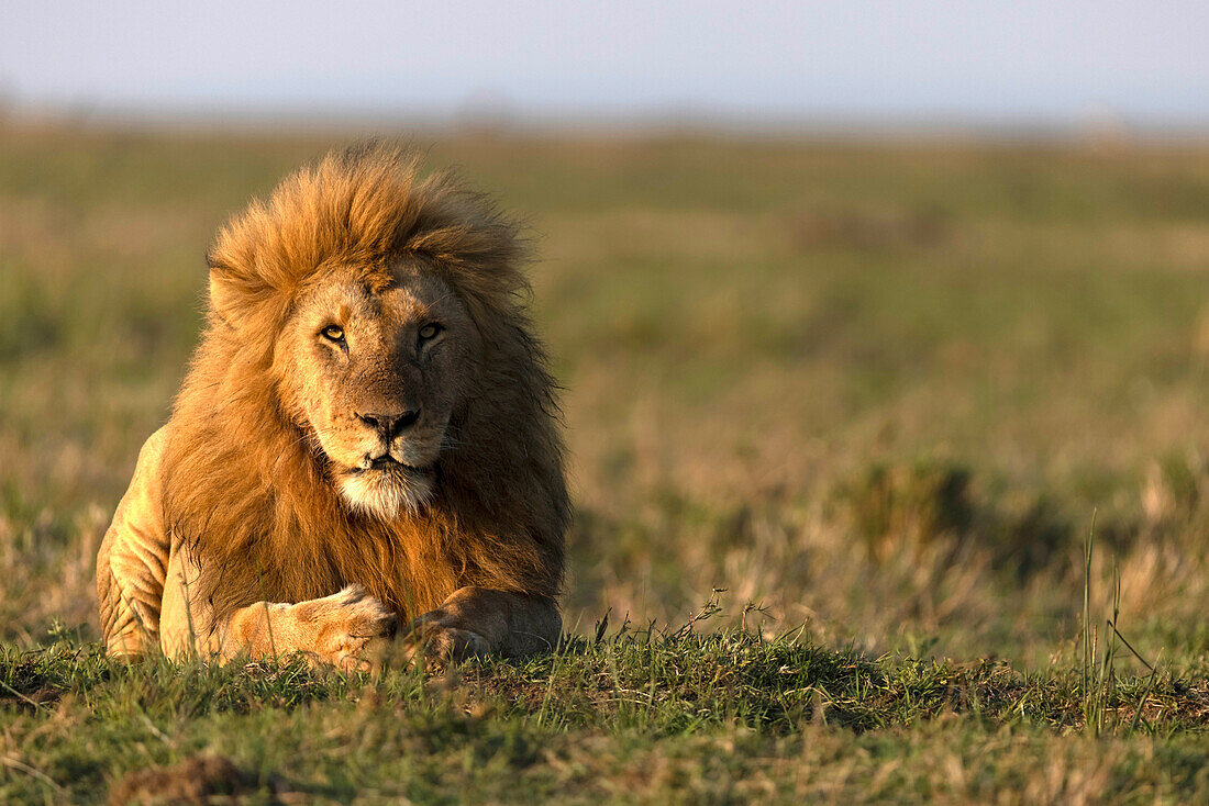Male lion (Panthera leo) in savanna, Masai Mara National Reserve, Kenya, East Africa, Africa
