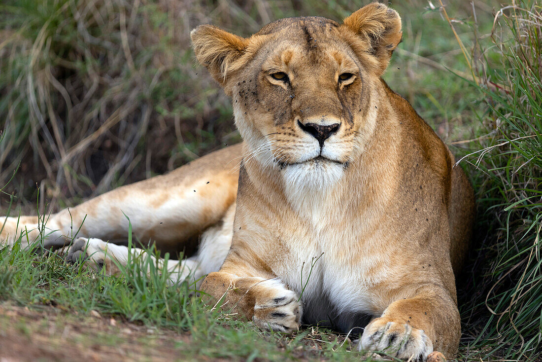 Löwin (Panthera Leo) in Savanne, Masai Mara Nationalpark, Kenia, Ostafrika, Afrika