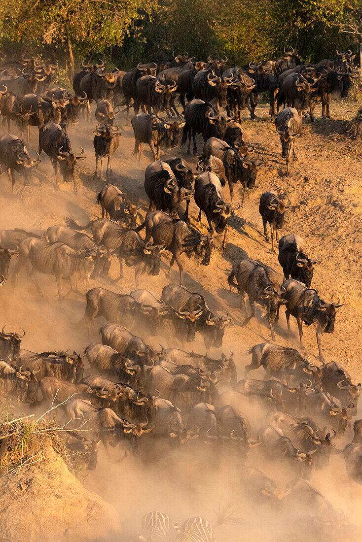 Wandernde blaue Gnus (Connochaetes taurinus) überqueren den Mara River, Masai Mara National Reserve, Kenia, Ostafrika, Afrika