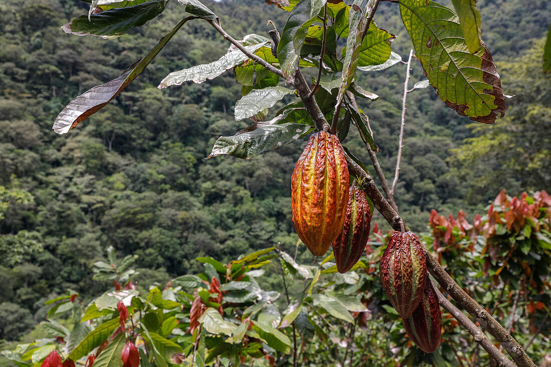Kakaoplantage im Intag-Tal, Ecuador, Südamerika