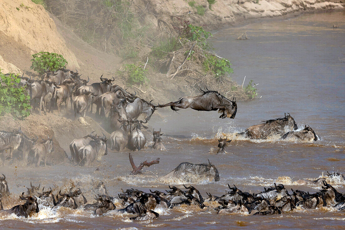 Wandernde blaue Gnus (Connochaetes taurinus) überqueren den Mara River, Masai Mara National Reserve, Kenia, Ostafrika, Afrika