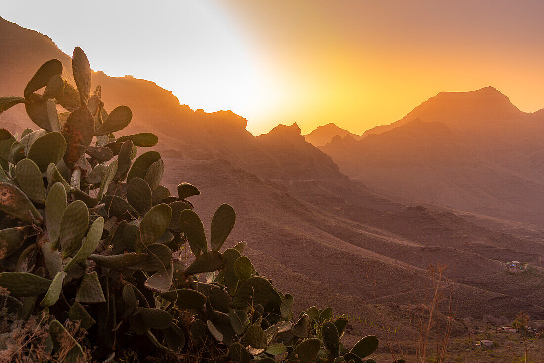 View of flora in mountainous landscape during golden hour near Tasarte, Gran Canaria, Canary Islands, Spain, Atlantic, Europe