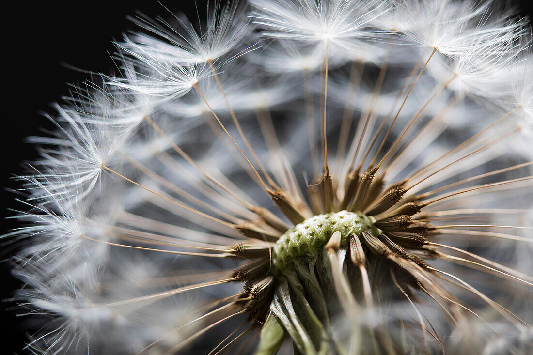 Nahaufnahme von Löwenzahn Seedhead, Vereinigtes Königreich, Europa