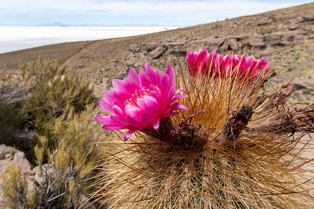 Silver torch (Cleistocactus strausii), flowering near the salt flats in Salar de Uyuni, Bolivia, South America