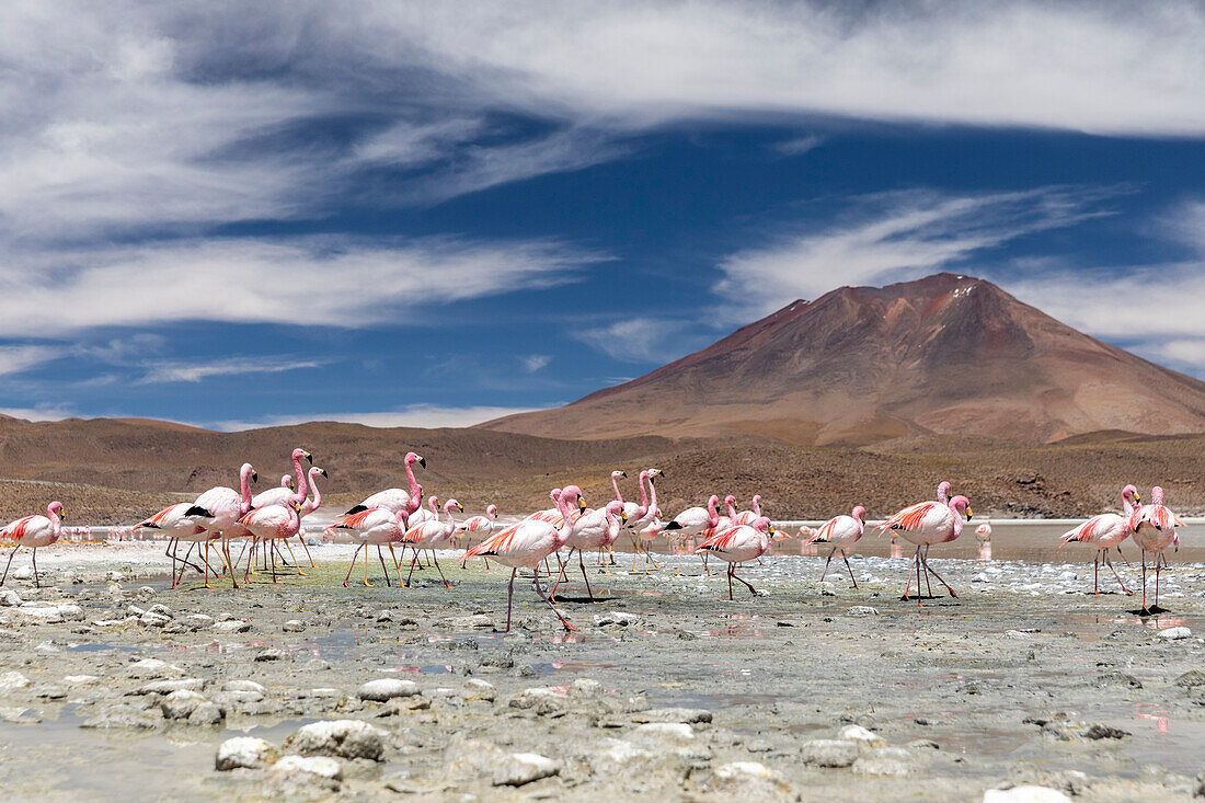 Flamingos füttern in Laguna Canapa, einem endorheischen Salzsee im Altiplano, Departement Potosi, Bolivien, Südamerika