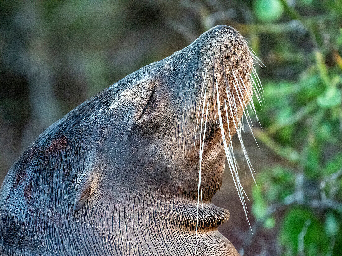 Galapagos-Seelöwe (Zalophus wollebaeki), Kopfdetail, auf North Seymour Island, Galapagos, Ecuador, Südamerika