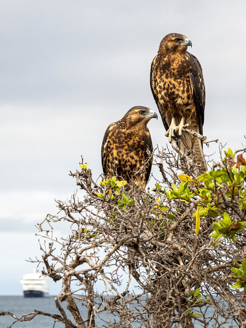 A pair of juvenile Galapagos hawks (Buteo galapagoensis), Rabida Island, Galapagos, Ecuador, South America