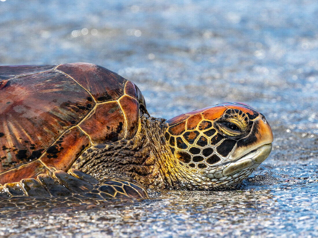 An adult green sea turtle (Chelonia mydas) in its orange morph, Fernandina Island, Galapagos, Ecuador, South America