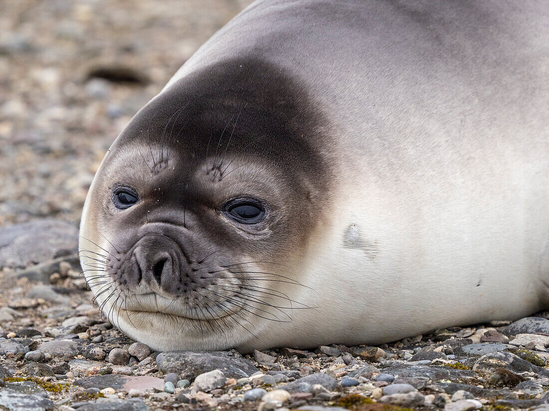 A weaner southern elephant seal (Mirounga leonina), on the beach on Snow Island, Antarctica, Polar Regions