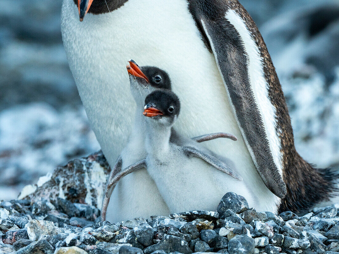 An adult gentoo penguin (Pygoscelis papua), with chicks at Brown Bluff, Antarctic Sound, Antarctica, Polar Regions