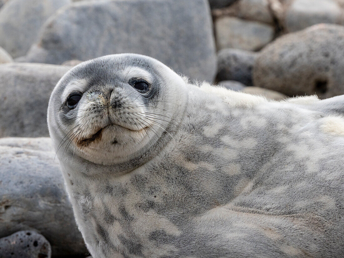 An adult Weddell seal (Leptonychotes weddellii), hauled out on Paulet Island in the Weddell Sea, Antarctica, Polar Regions