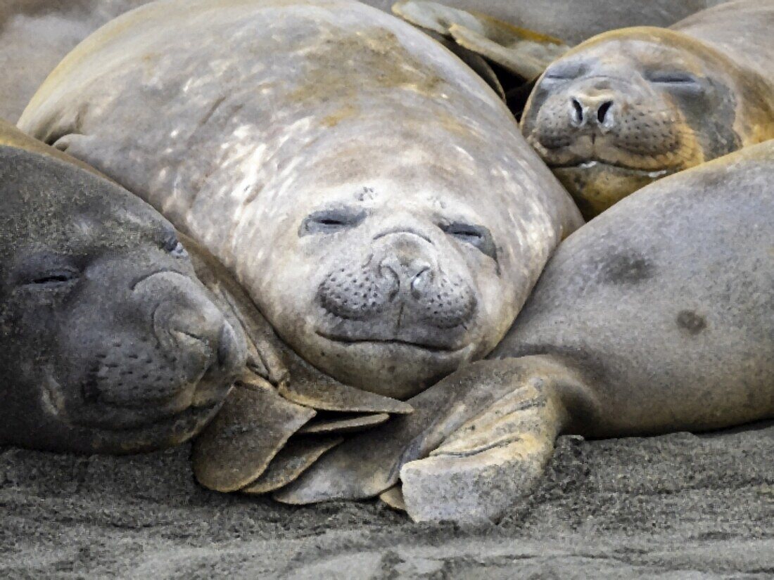 Südliche See-Elefanten (Mirounga leonina), Häutung am Strand von Gold Harbour, Südgeorgien, Südatlantik, Polarregionen