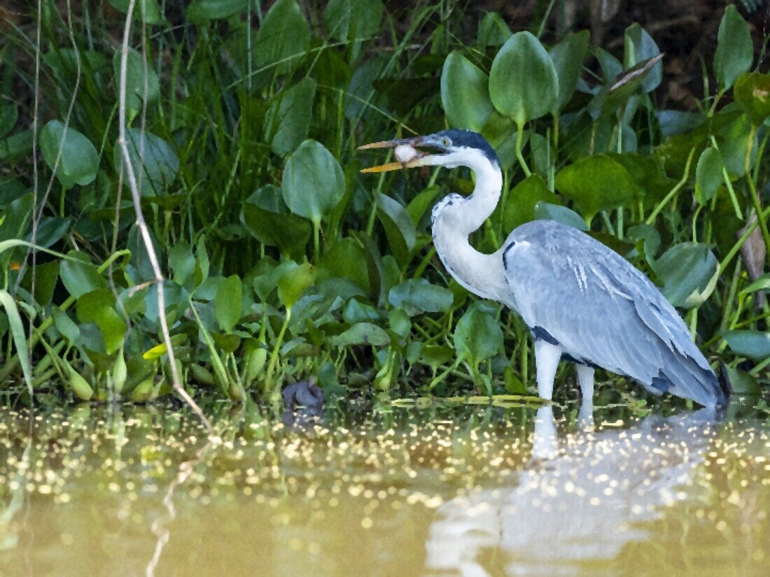 Adult cocoi heron (Ardea cocoi), with a fish on the Rio Tres Irmao, Mato Grosso, Pantanal, Brazil, South America