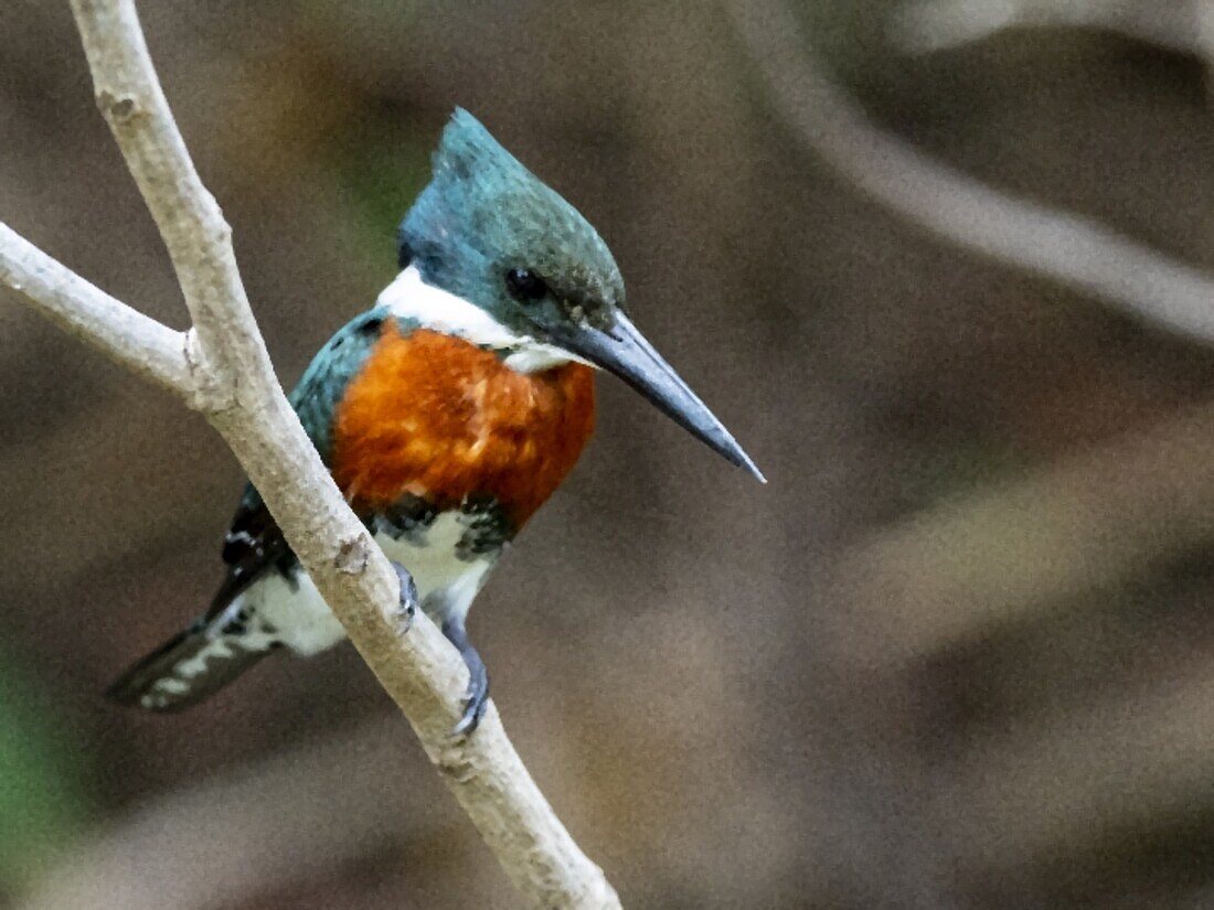 Adult male green kingfisher (Chloroceryle americana), on the Rio Pixaim, Mata Grosso, Pantanal, Brazil, South America