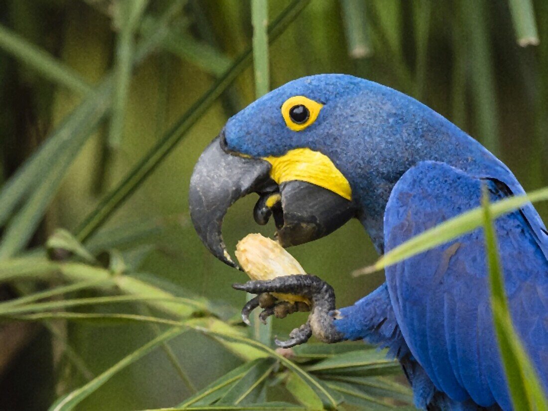 Erwachsener Hyazinthara (Anodorhynchus hyacinthinus), in einem Baum am Rio Pixaim, Mata Grosso, Pantanal, Brasilien, Südamerika