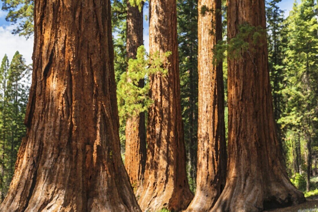 Giant Sequoia, Mariposa Grove, Yosemite National Park, UNESCO World Heritage Site, California, United States of America, North America