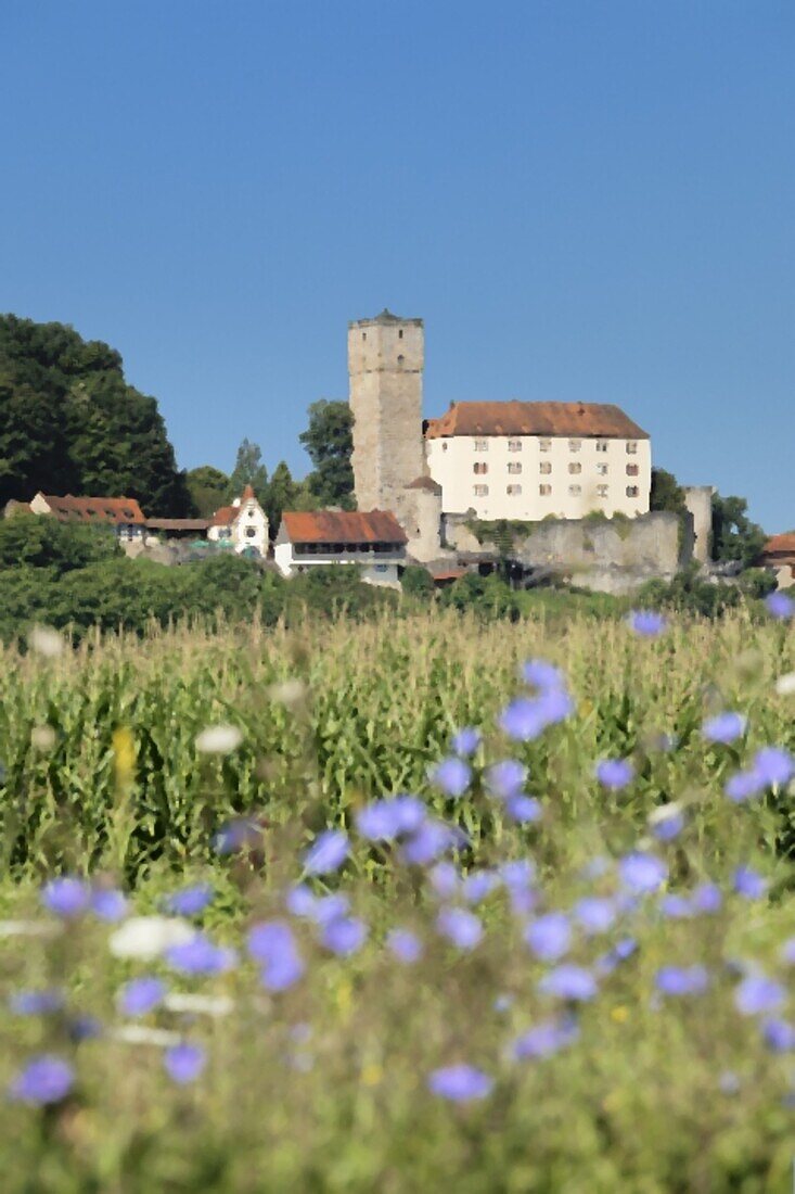 Burg Guttenberg bei Gundelsheim, Neckartal, Baden-Württemberg, Deutschland, Europa