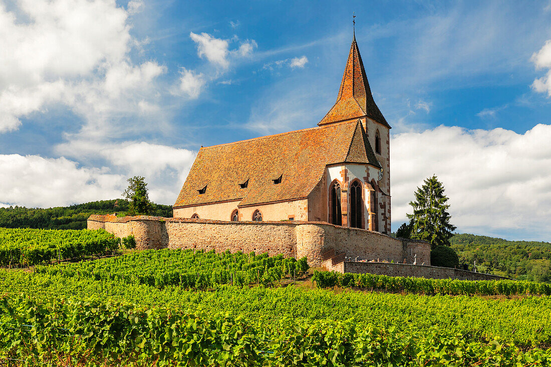 Fortified church of Saint Jacques, Hunawihr, Alsace, Alsatian Wine Route, Haut-Rhin, France, Europe