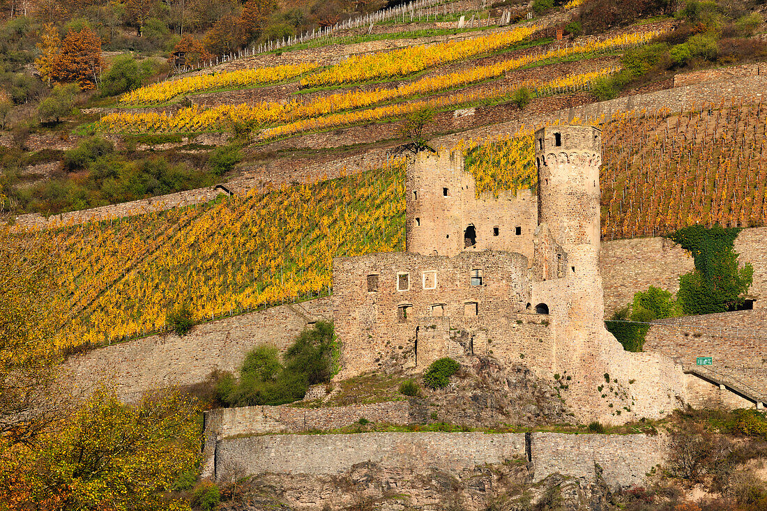 Burgruine, Ehrenfels, Oberes Mittelrheintal, Hessen, Deutschland, Europa