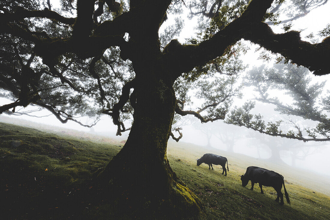 Rinder grasen im Nebel im alten Laurissilva-Wald von Fanal, Insel Madeira, Portugal, Atlantik, Europa