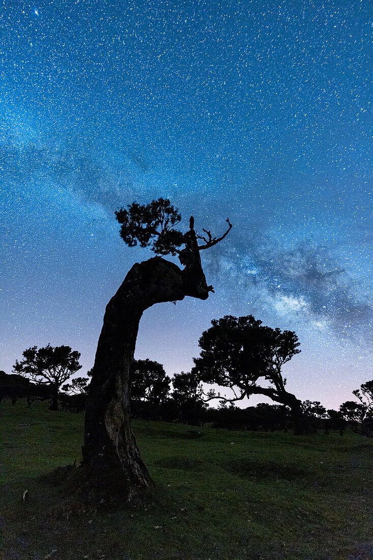 Milchstraße am Nachthimmel über Baumstämmen des Waldes Fanal, Insel Madeira, Portugal, Atlantik, Europa