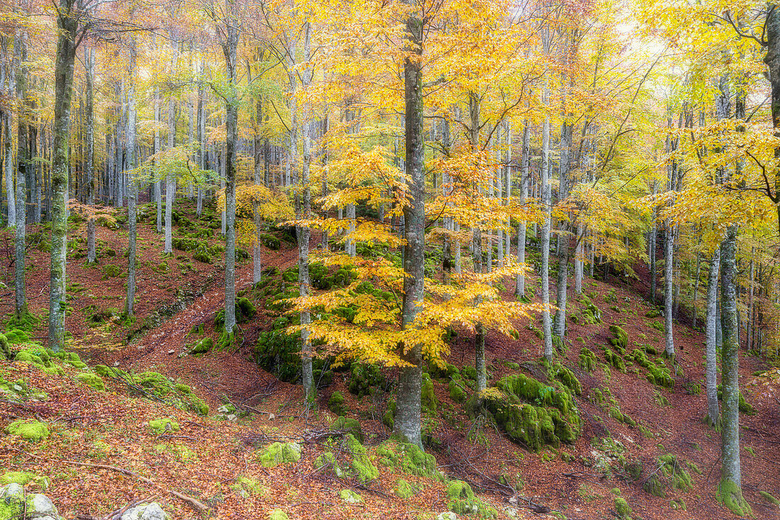 Herbstfarben im Wald von Cansiglio im Morgennebel, Provinz Treviso, Venetien, Italien, Europa