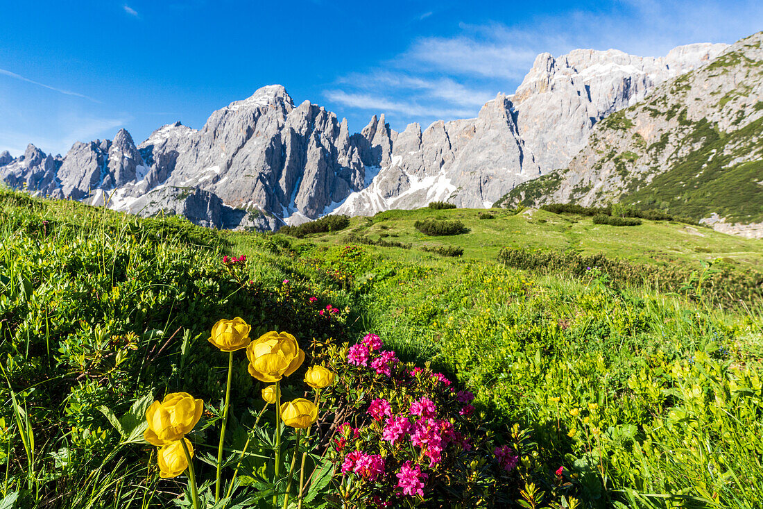 Cima dei Colesei und Popera-Gruppe, umgeben von blühenden Rhododendren, Comelico, Sextner Dolomiten, Venetien/Südtirol, Italien, Europa
