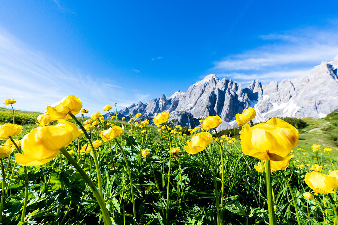 Bottondoro (globeflowers) (Trollius europaeus) flowers in bloom framing Cima dei Colesei and Popera group mountains, Comelico, Dolomites, Veneto/South Tyrol, Italy, Europe