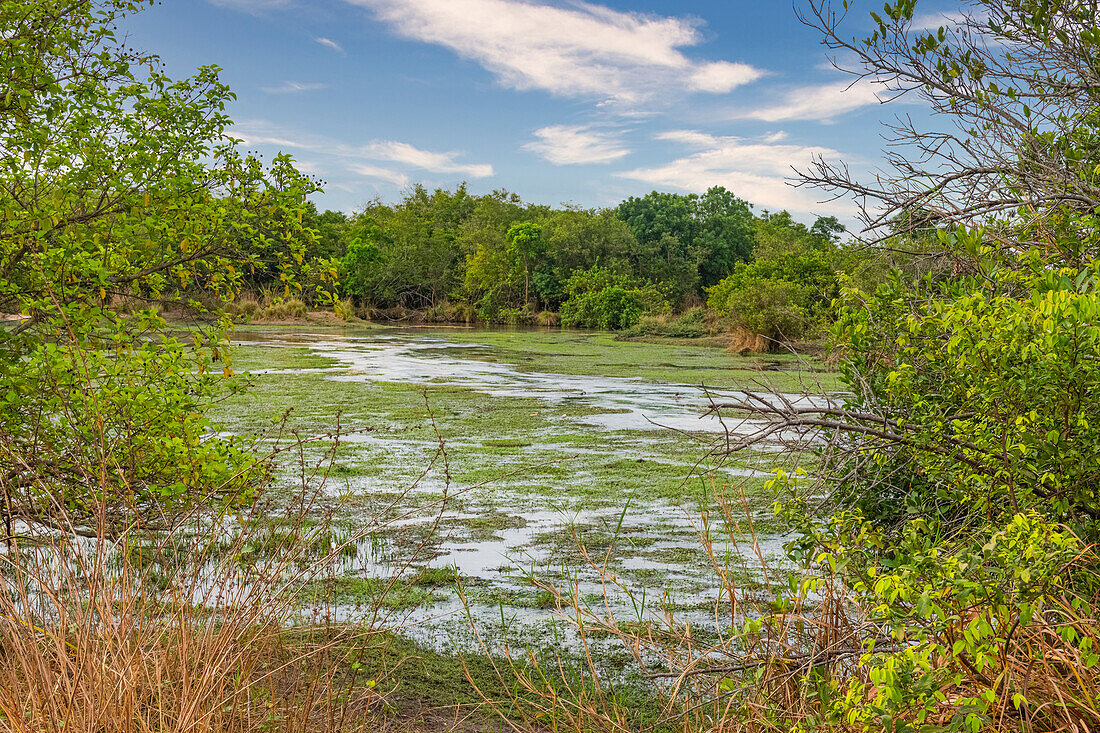 Fluss fließt durch den Yankari-Nationalpark, Ostnigeria, Westafrika, Afrika