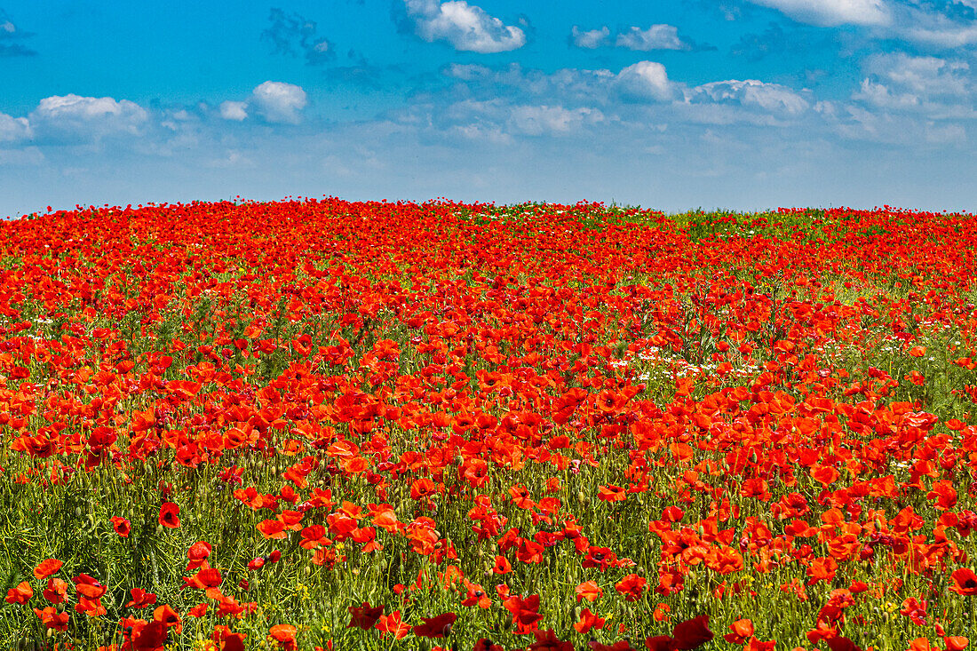 Poppy flower field, Zelena Hora, Czech Republic, Europe