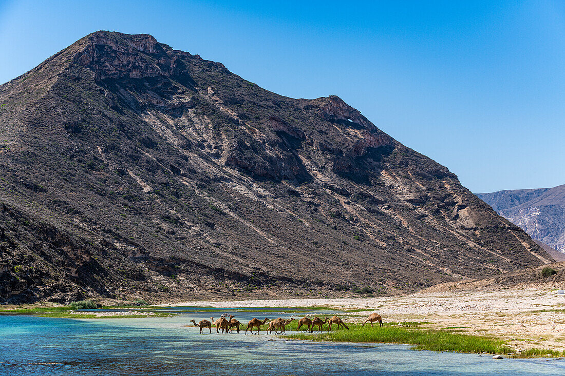 Camels drinking in a river in Wadi Ashawq, Salalah, Oman, Middle East