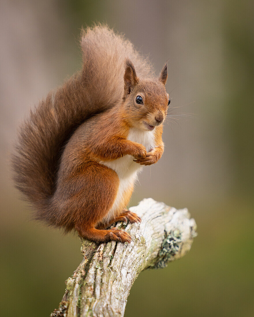 Eichhörnchen, Schottisches Hochland, Schottland, Vereinigtes Königreich, Europa