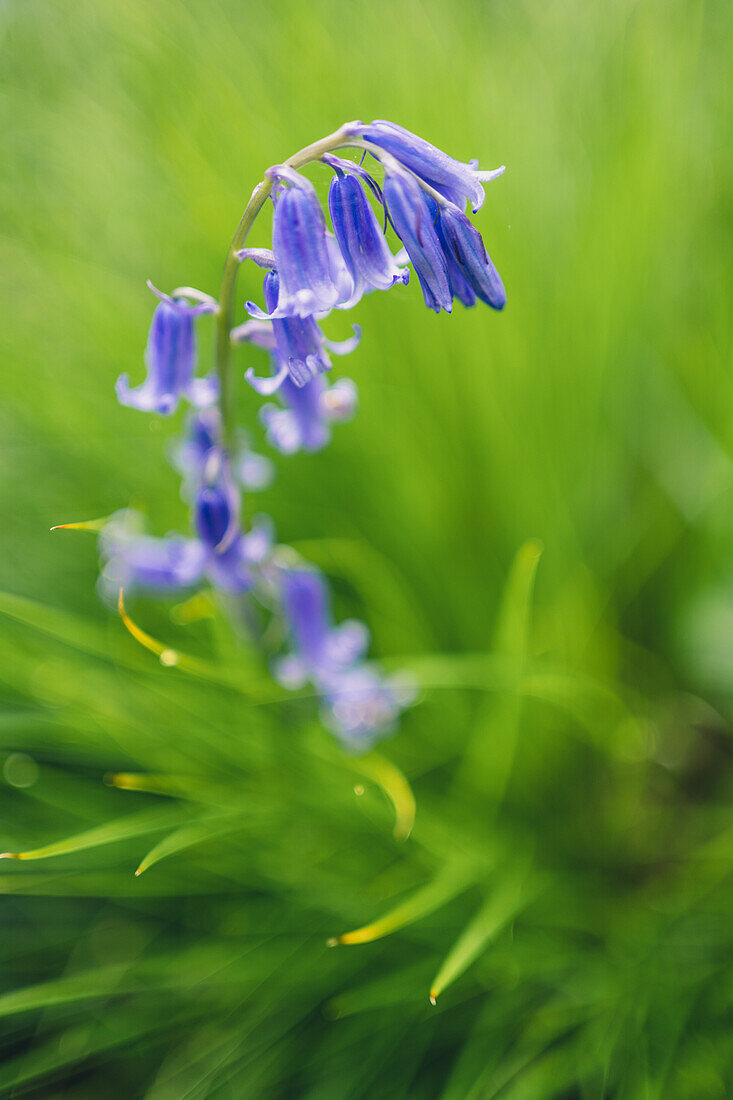 Bluebells in a Bluebell Wood in Oxfordshire, England, United Kingdom, Europe