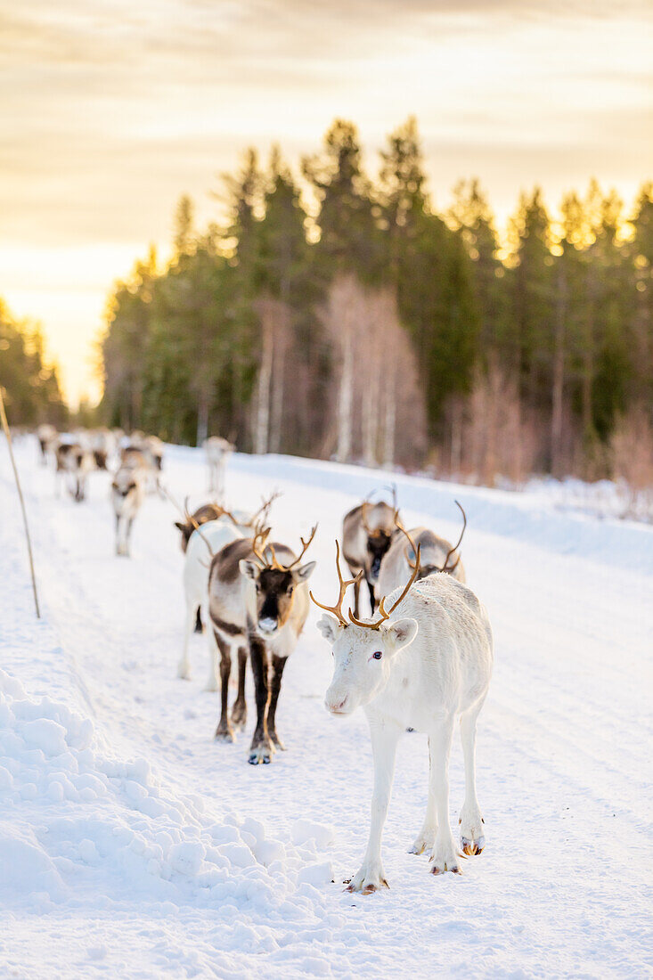 Herding reindeer in beautiful snowy landscape of Jorn, Sweden, Scandinavia, Europe