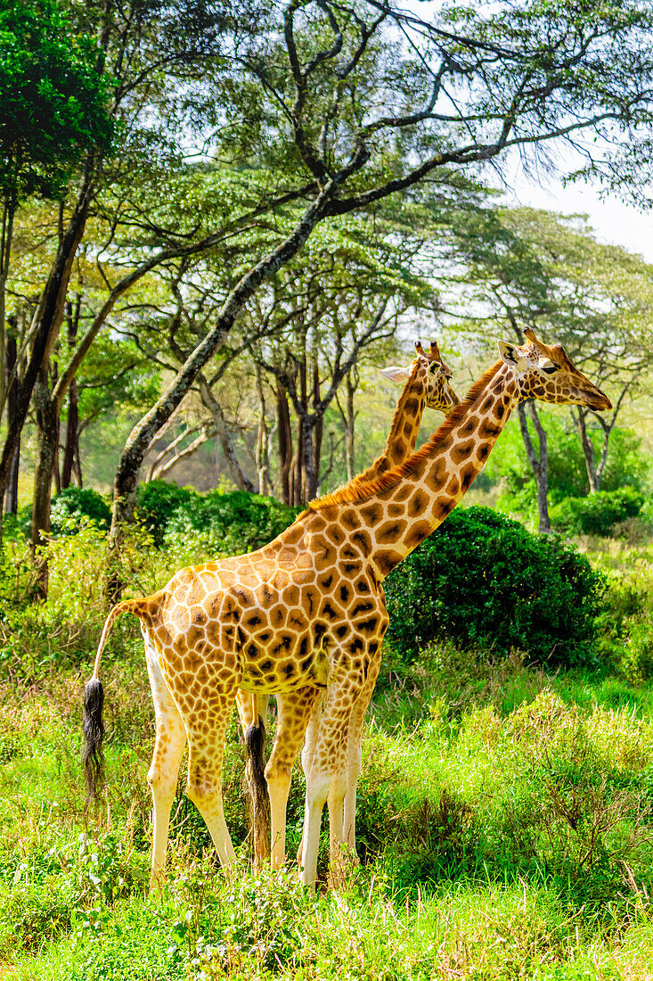 Giraffen in einem lokalen Elefanten- und Giraffenschutzgebiet, Kenia, Ostafrika, Afrika