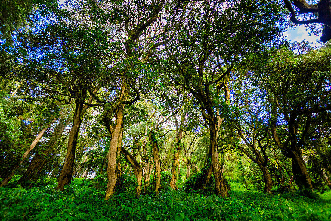 Wunderschöner grüner Wald auf dem Weg zum Kilimandscharo, Tansania, Ostafrika, Afrika