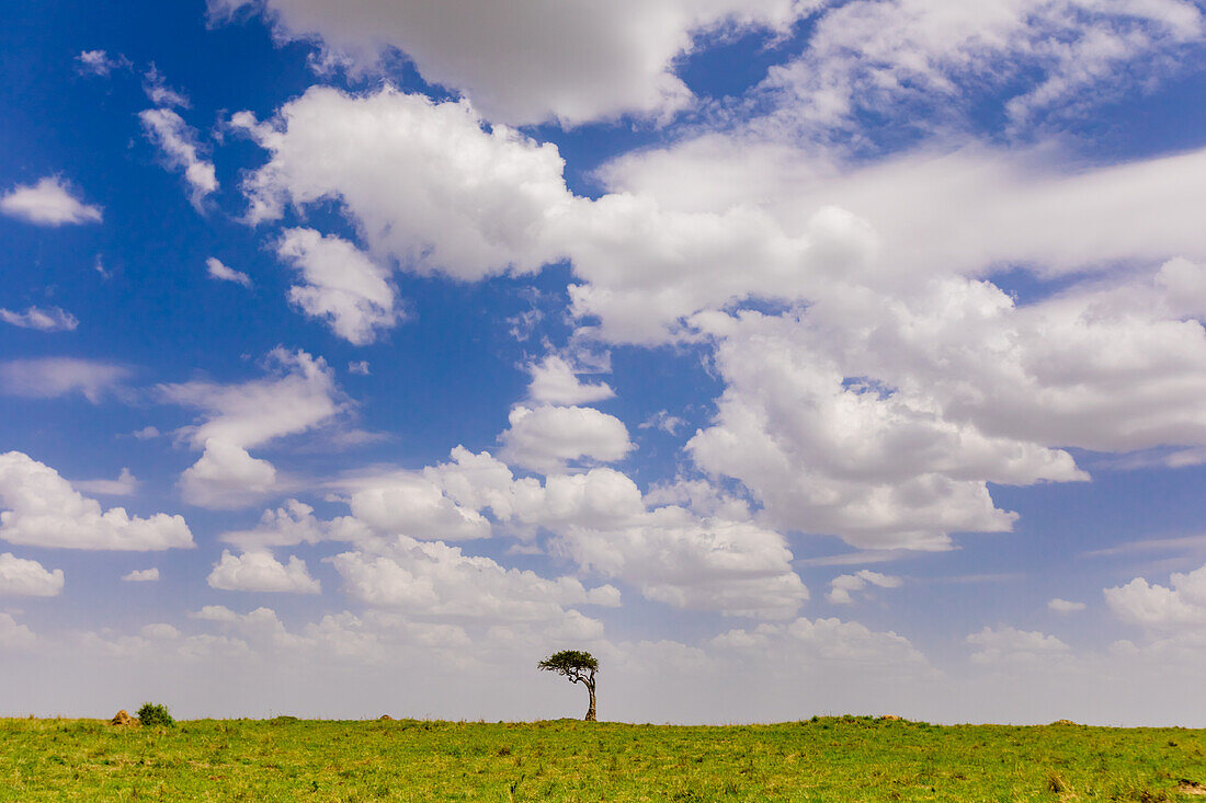 Landschaft auf Safari in der Masai Mara National Reserve, Kenia, Ostafrika, Afrika