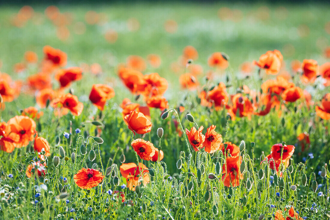 Poppies in a field of Flax near Easingwold, York, North Yorkshire, England, United Kingdom, Europe