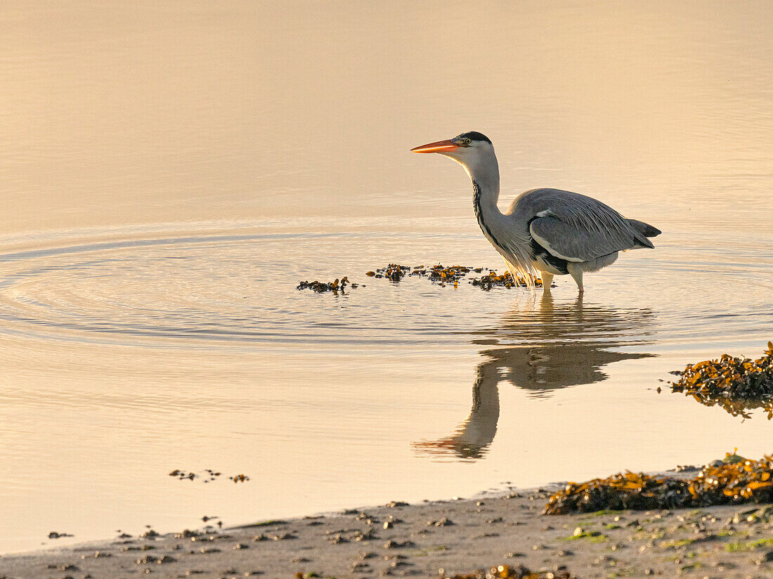 Grey Heron (Ardea cinerea), County Clare, Munster, Republic of Ireland, Europe