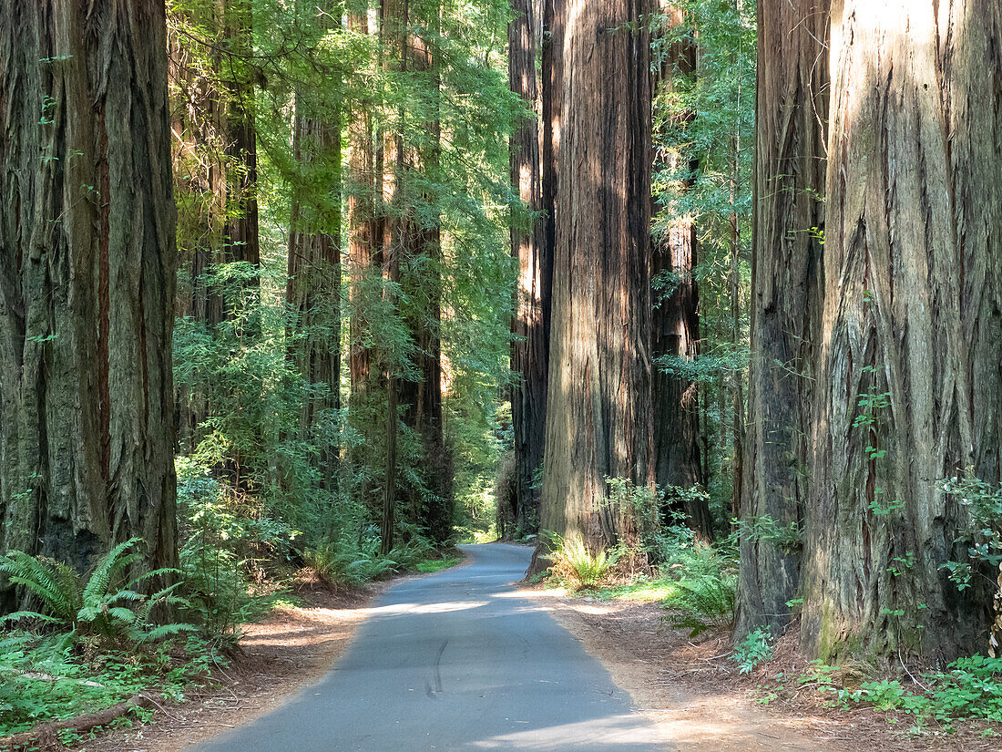 Road through the redwoods, Avenue of Giants, Humboldt Redwoods State Park, California, United States of America, North America