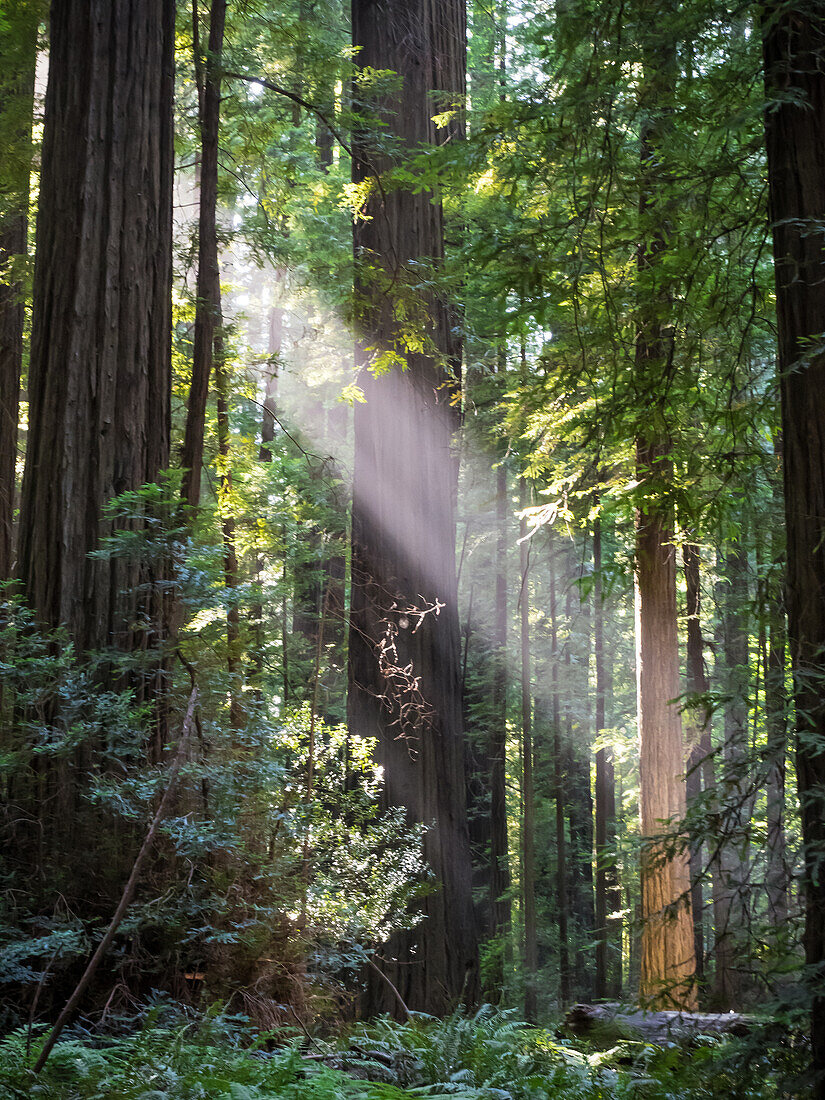 Sonne scheint durch die Redwoods, Avenue of Giants, Humboldt Redwoods State Park, Kalifornien, Vereinigte Staaten von Amerika, Nordamerika
