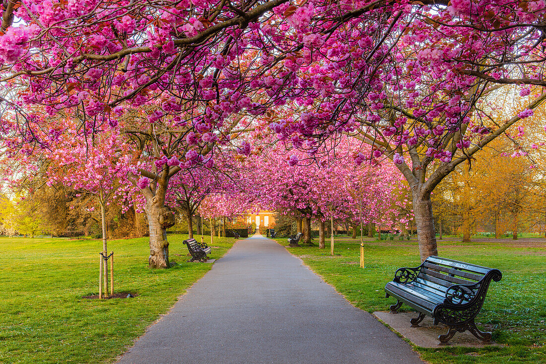 Kirschblüte im Greenwich Park, London, England, Vereinigtes Königreich, Europa