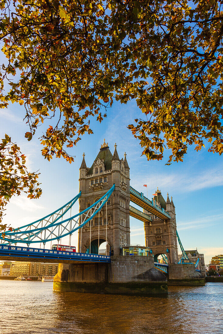 Autumn sunrise in grounds of the Tower of London, with Tower Bridge, London, England, United Kingdom, Europe