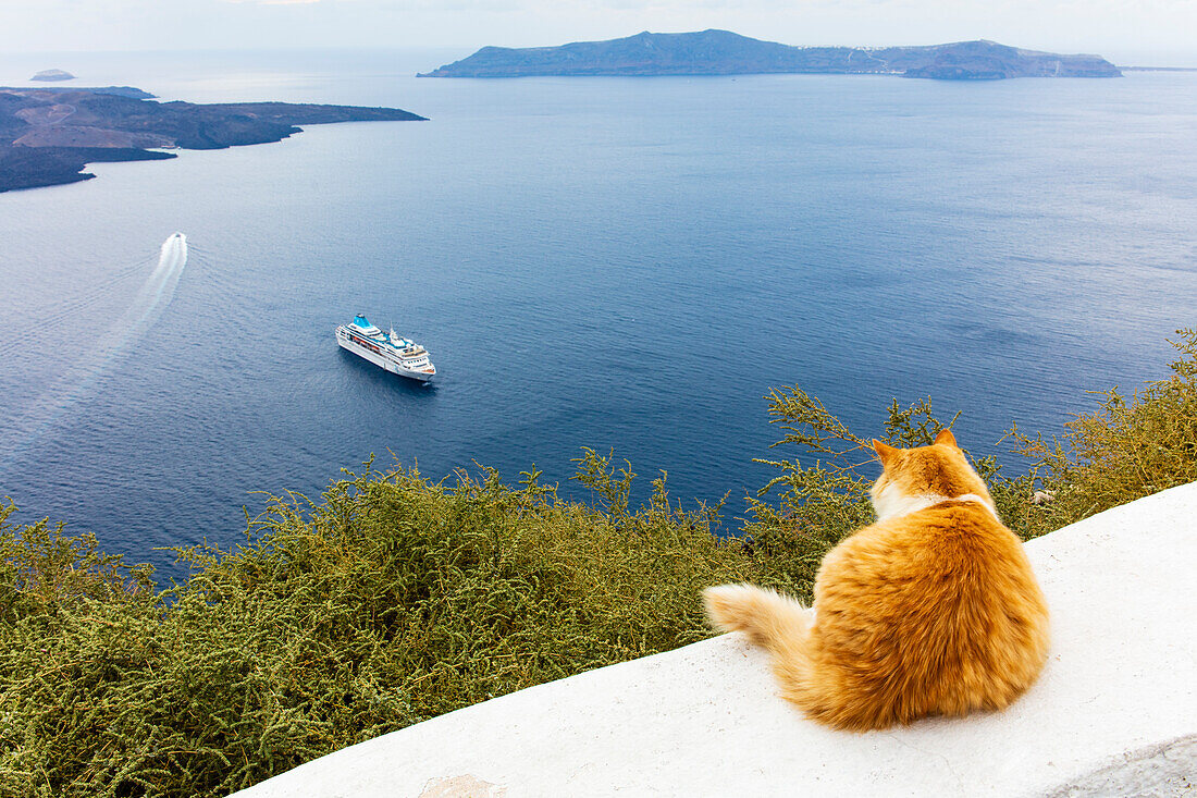 Eine Ingwerkatze, die auf einer Wand ruht, mit Blick auf ein Kreuzfahrtschiff in der Ägäis, Santorini, Kykladen, griechische Inseln, Griechenland, Europa